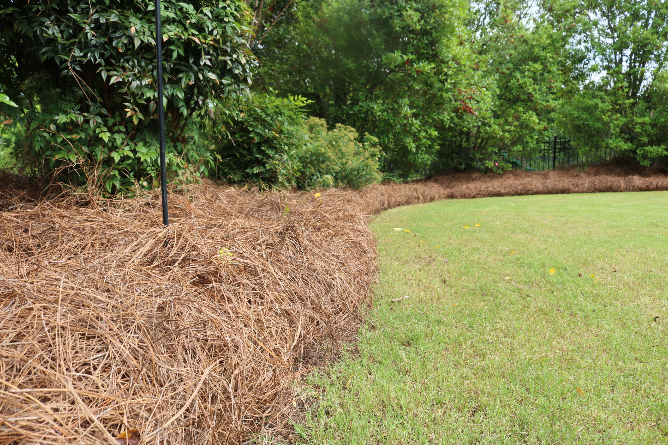 Neatly Installed Long Needle Pine Straw in Landscape - PSK
