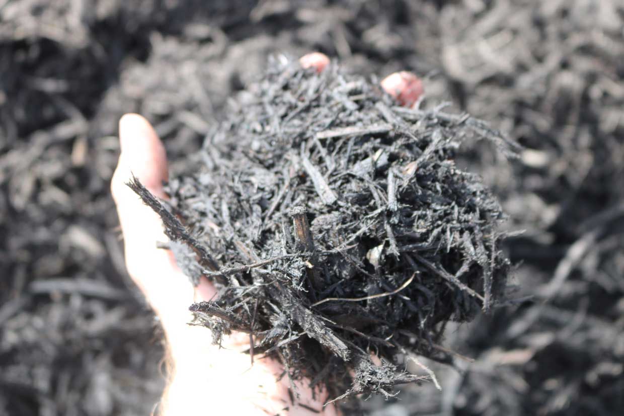 Sample of Black Mulch Held in Hand - Pine Straw King Marietta