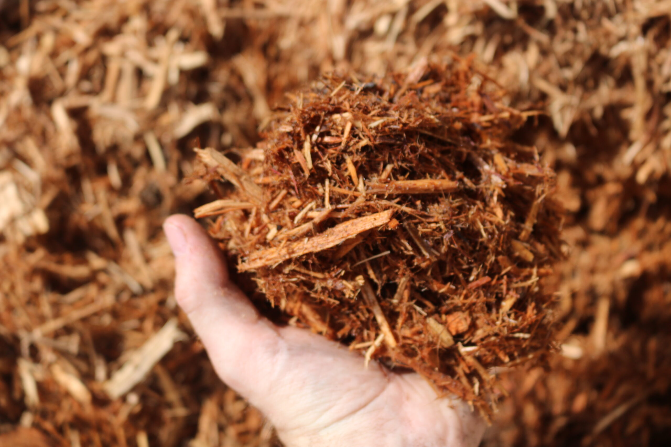  Cypress Mulch Sample in Hand - Pine Straw King Selection