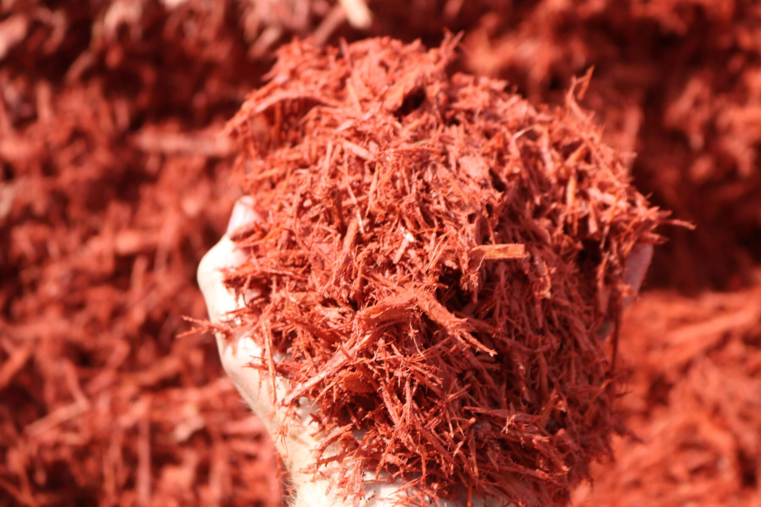 Close-up of Red Mulch Texture in Hand - Pine Straw King Marietta