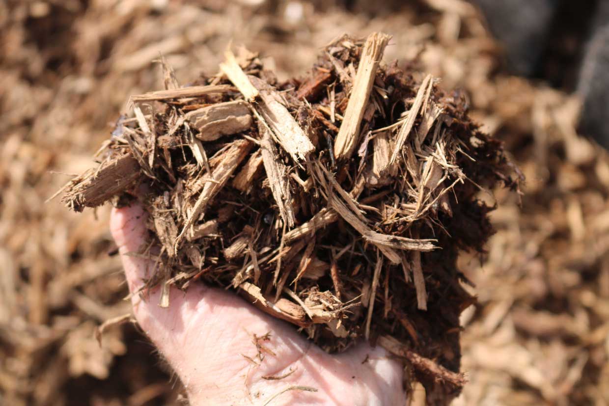 Plain Mulch Sample in Hand - Pine Straw King Selection