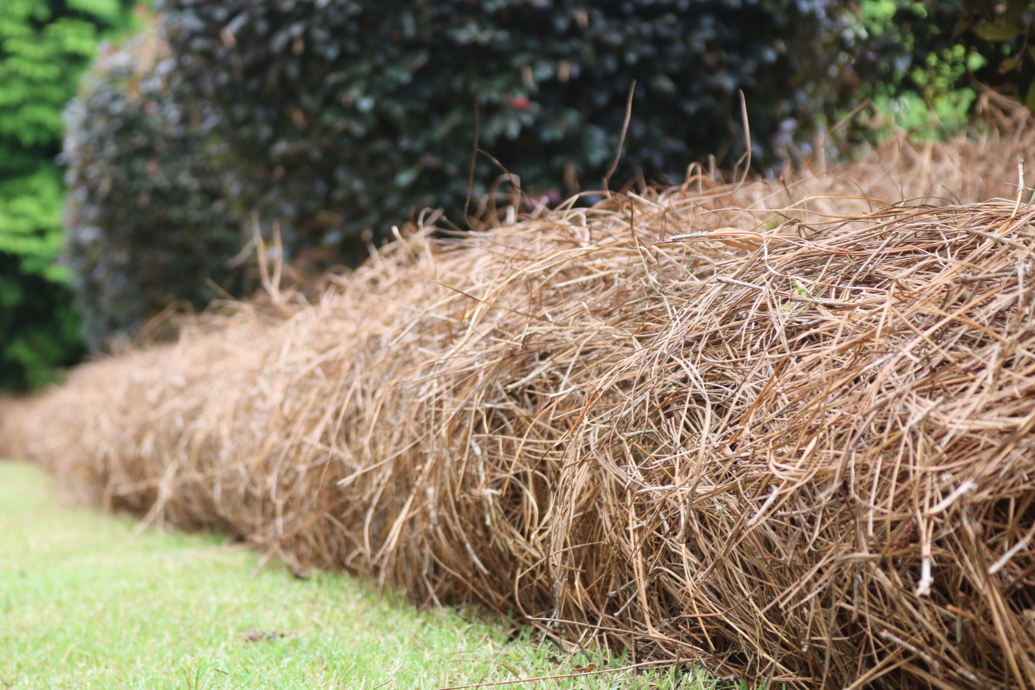 Long Needle Pine Straw For Delivery and Installation in Marietta