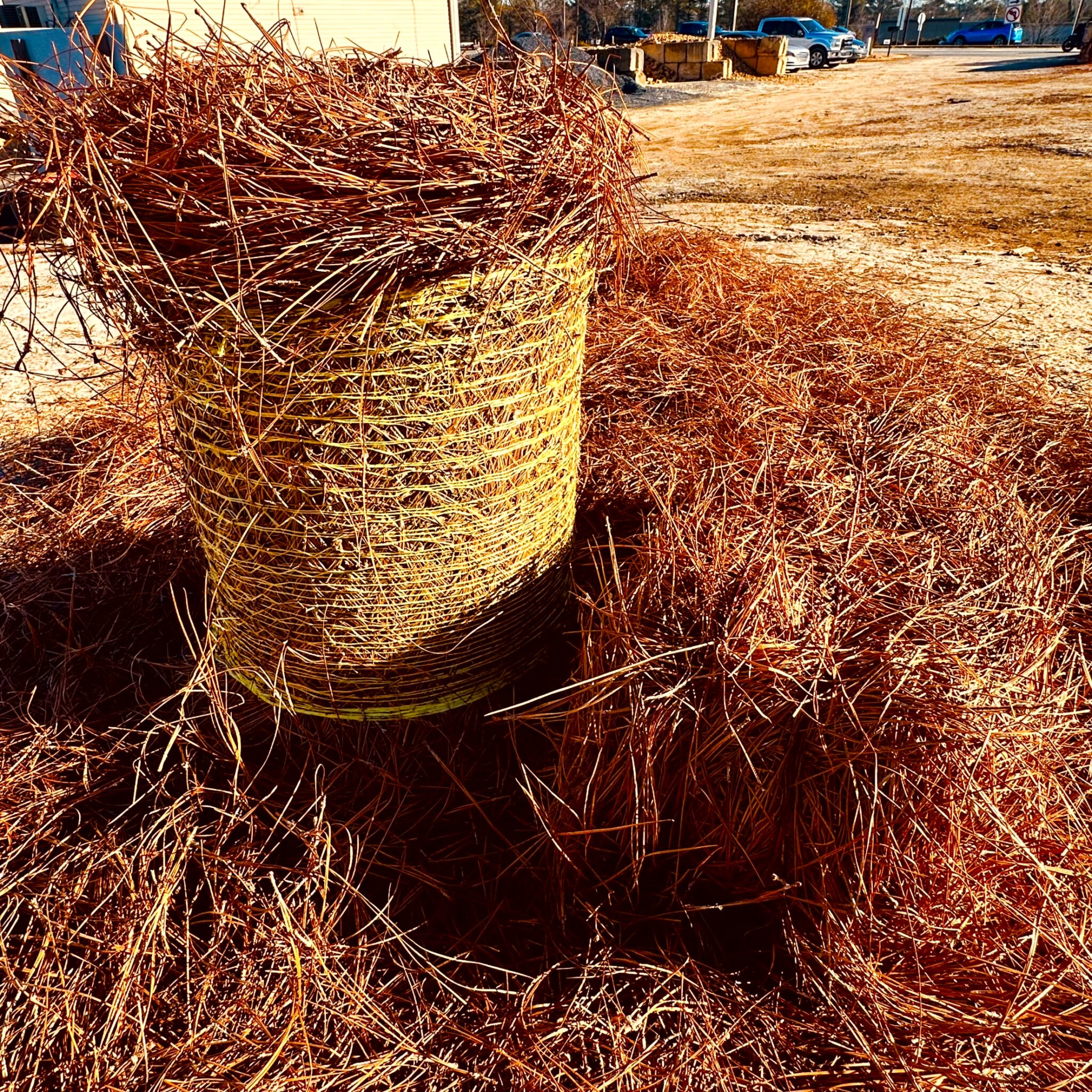 what-is-pine-straw-guide-to-landscaping-with-pine-straw