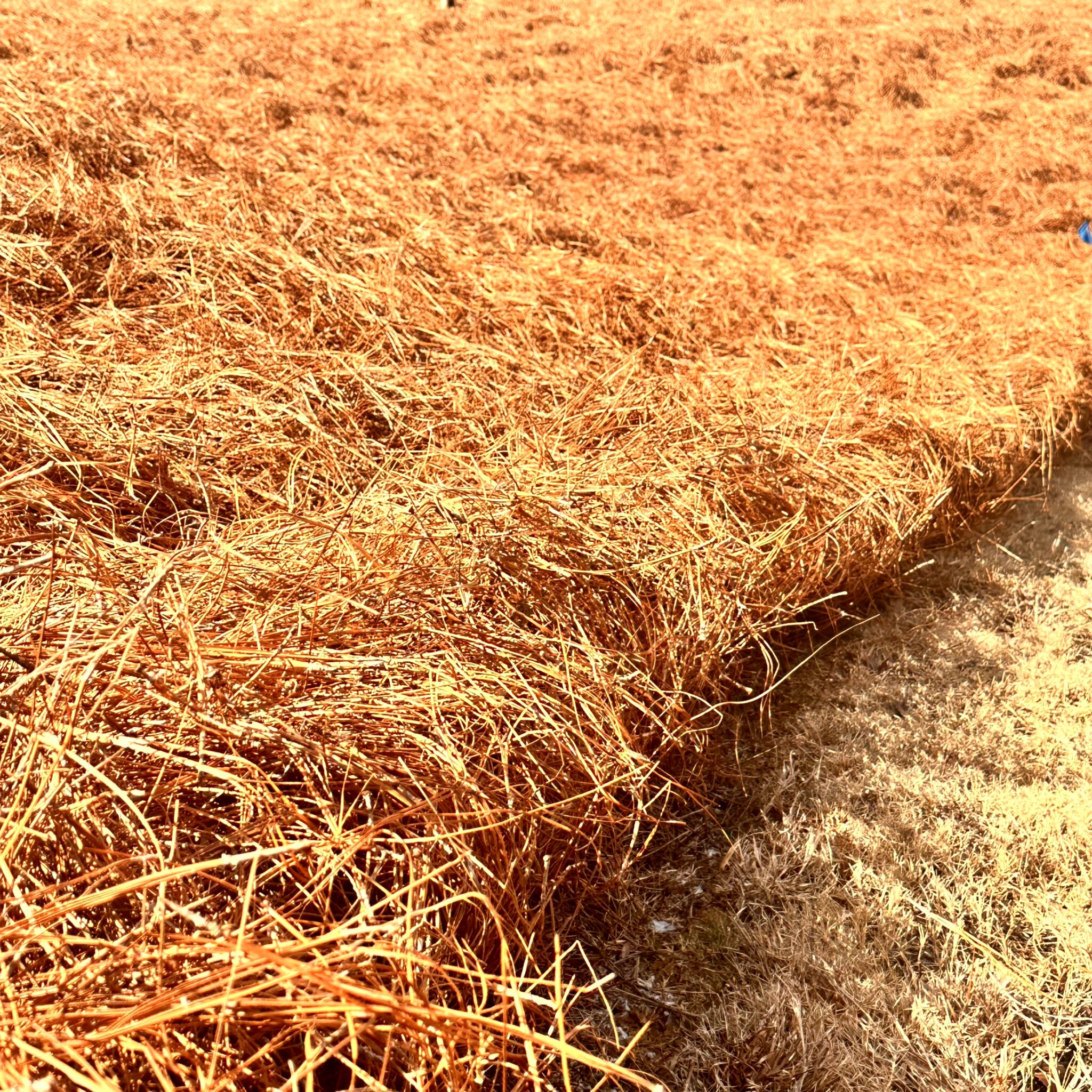 What Is Pine Straw Guide To Landscaping With Pine Straw